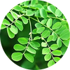Moringa Pure
